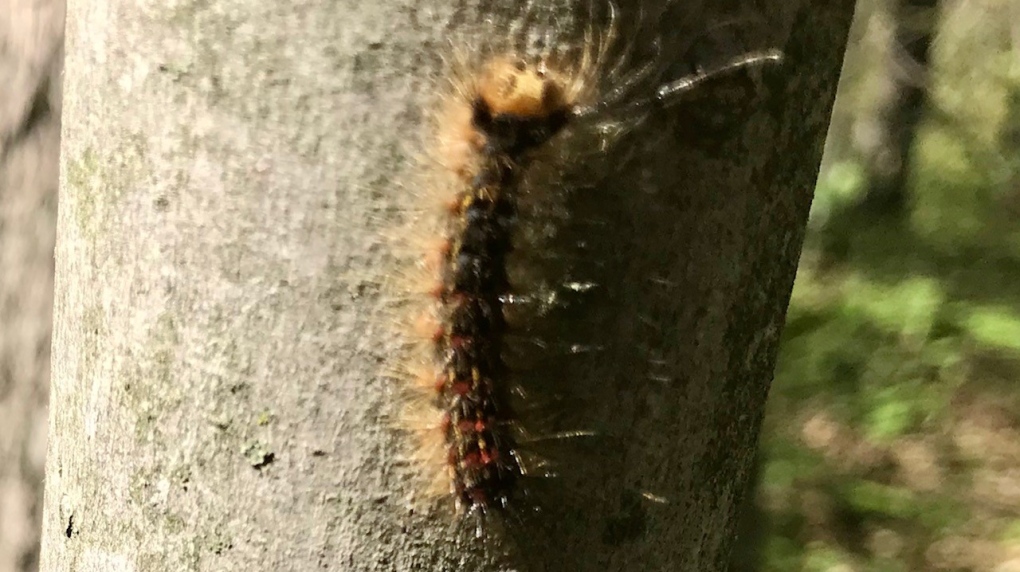 It's raining poop': Gypsy moth caterpillars infest largest forest left in  southwestern Ontario | CTV News