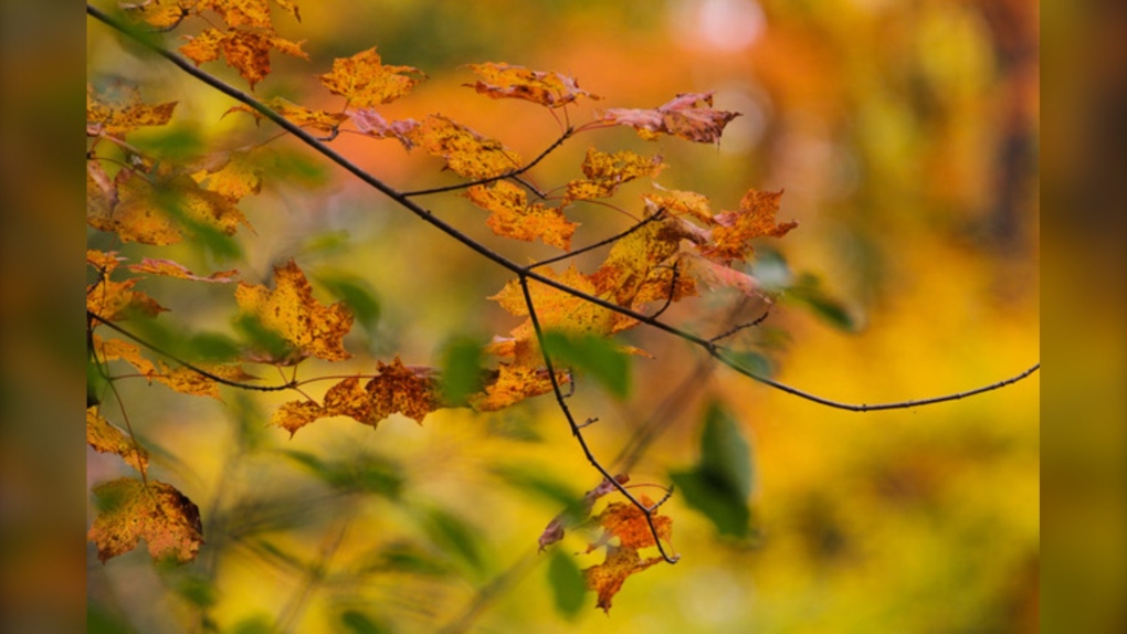 London, Ont. weather forecast for Thanksgiving CTV News