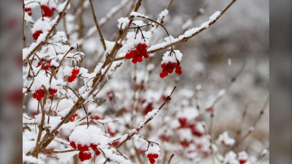 Snow-covered berries are seen in this viewer-submitted image from December 2022. (Source: Ellen price)
