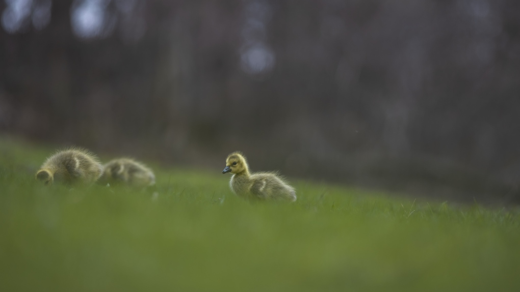 Three goslings are spotted walking through the grass in London, Ont in May 2022. (Source: Alexis Bedard)