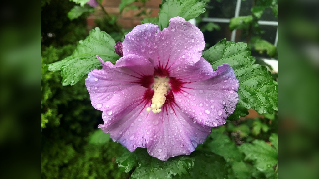 A pink flower dotted with raindrops is seen after rainfall on September 21, 2022 in this viewer-submitted image. (Source: Ellen price)