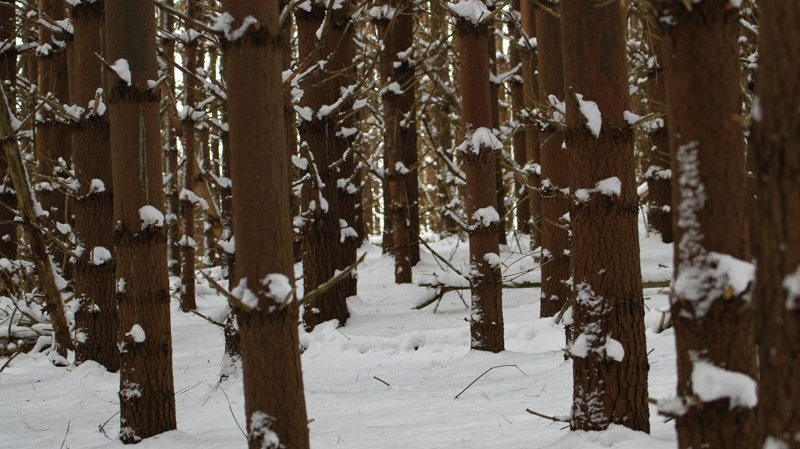 A snowy forested landscape in Ontario is seen in this viewer-submitted image from January 2023. (Source: Ellen Price) 