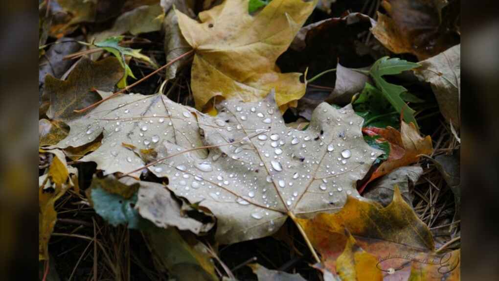 Raindrops are seen on a maple leaf in this viewer-submitted photo from October 2023. (Ellen Price)