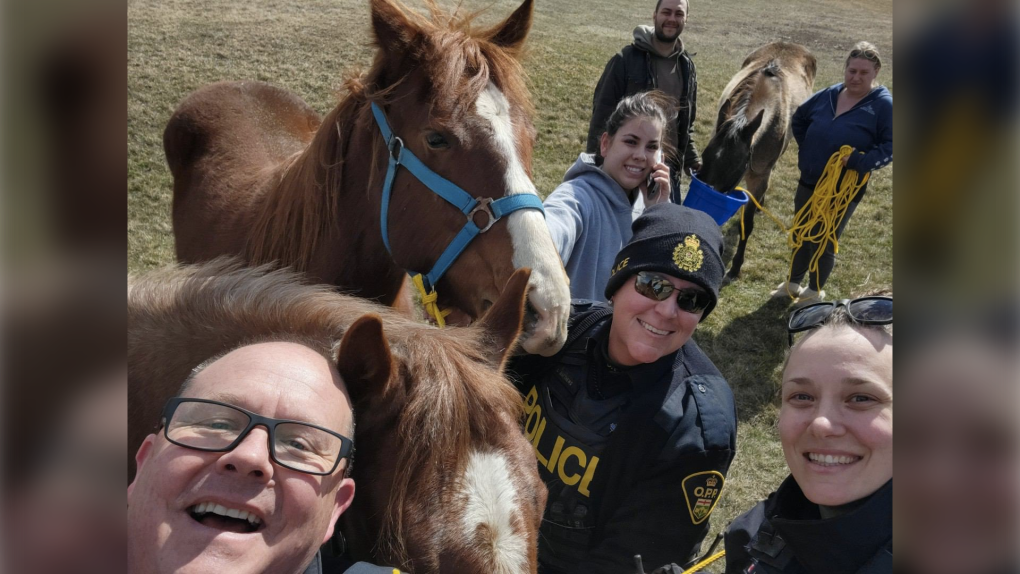 OPP officers were called to help wrangle four loose horses in Petrolia, Ont. on Sunday, Mar. 19, 2023. (Source: OPP/Twitter)