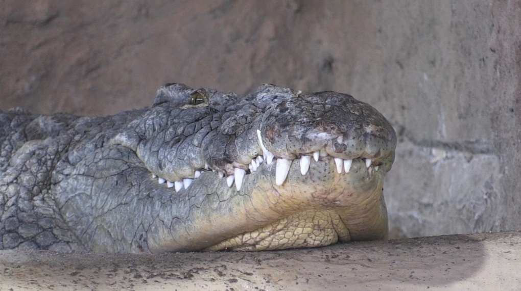 A Nile crocodile is seen at Reptilia London in London, Ont. in April 2023. (Daryl Newcombe/CTV News London)