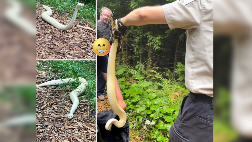 A Ball Python snake was found on the Biener Trail in Port Elgin on August 24, 2023. (Source: Saugeen Shores Police Service/Facebook) 