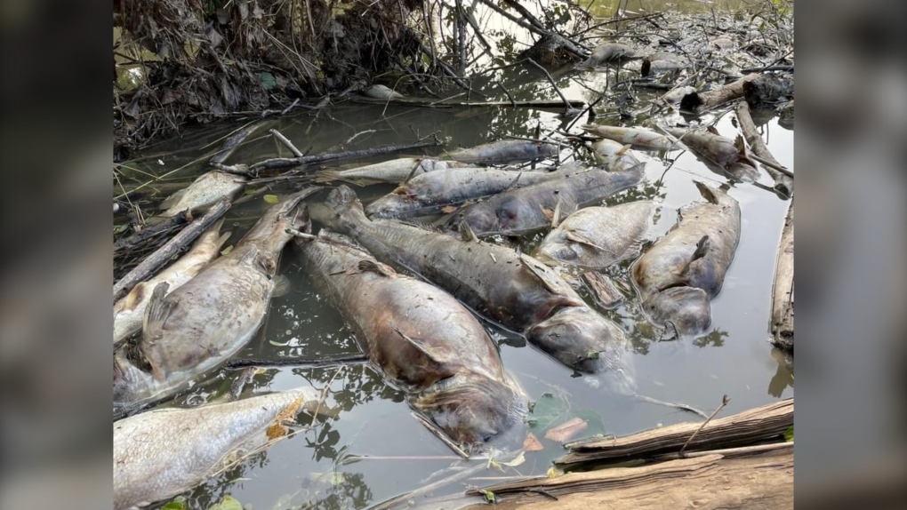 Ausable River littered with 'thousands' of dead fish, investigation ...