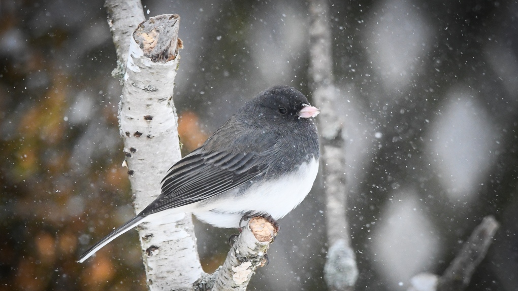 A bird is seen amid flurries in Courtland, Ont. in this viewer-submitted photo from Jan. 13, 2024. (Source: Sue Drotos)