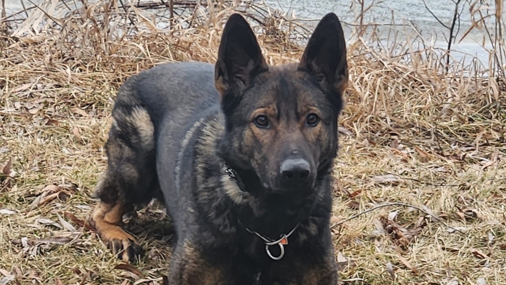 Woodstock Police Extend Naming Contest For New Canine Officer CTV News   New K9 Cop Feb 2024 1 6773426 1708194313236 