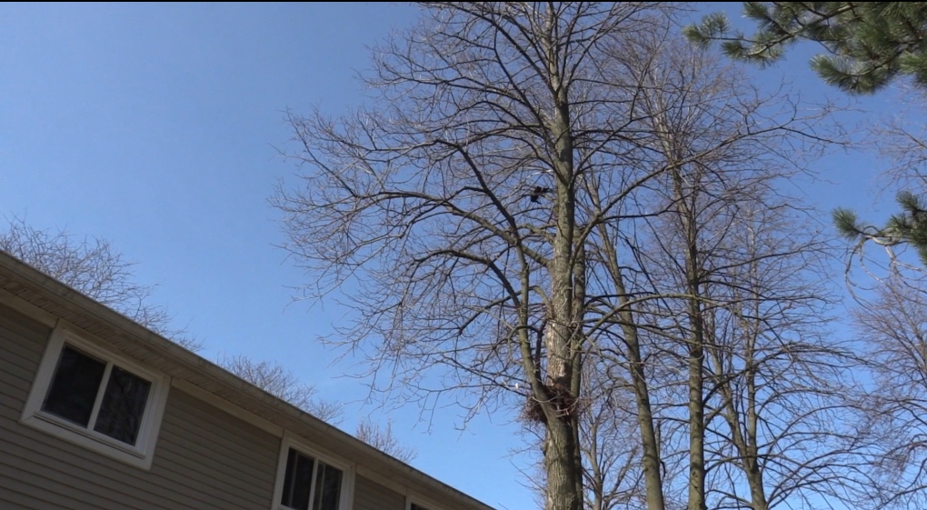 Residents express concern over kitten stuck in tree for several days