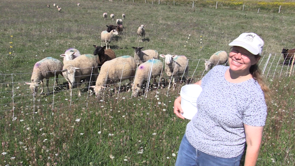 Sheep farmer piloting using excess wool as field fertilizer