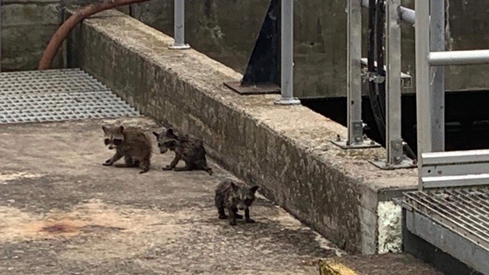 Raccoons covered in sewage