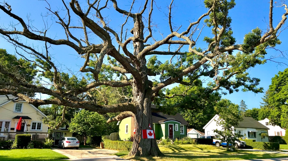 The Big Oak Tree