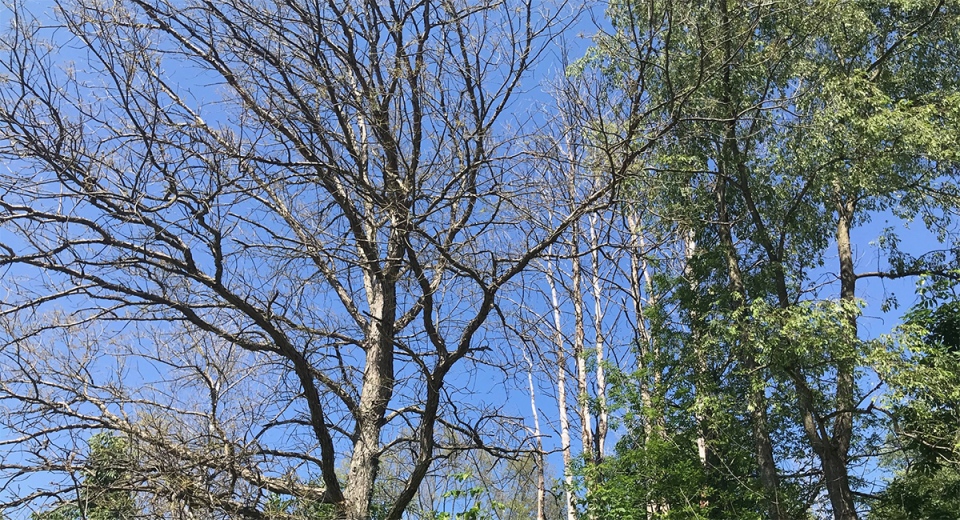 Trees stripped by gyspy moth caterpillar